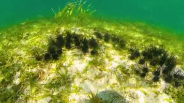 Temiz suda deniz kestaneleri.