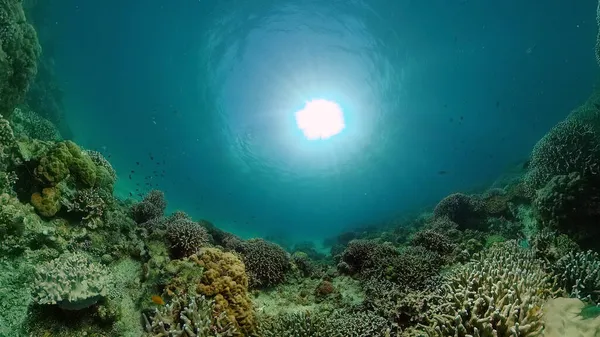 Mercan resifi ve tropikal balıklar su altında. Filipinler. — Stok fotoğraf