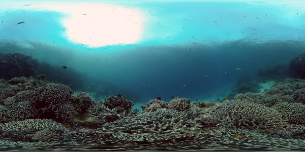 Coral reef with fish underwater. Philippines. Virtual Reality 360