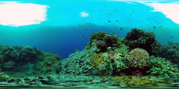 Korallrev med fisk under vatten. Filippinerna. Virtuell verklighet 360 — Stockfoto