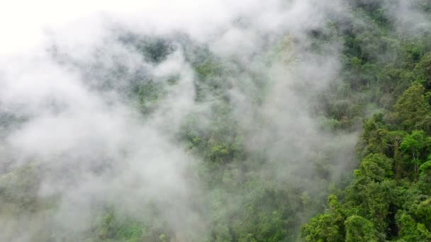 Les nuages pluvieux recouvraient le sommet de la forêt verdoyante. Nuages de pluie dans un climat tropical . — Video