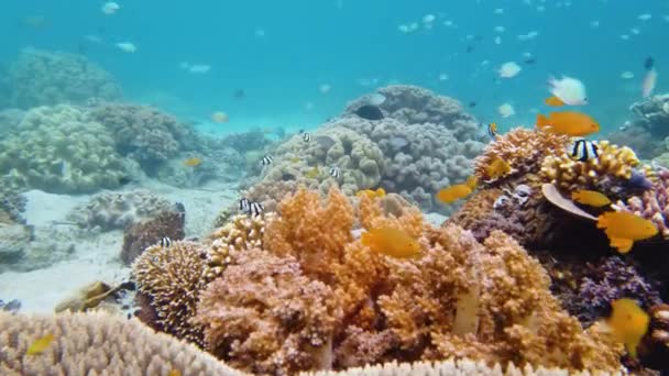 Karang karang dan ikan tropis di bawah air. Leyte, Filipina. — Stok Video