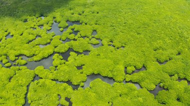 Mangrove ormanının ve nehrin havadan görünüşü.