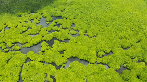 Veduta aerea della foresta di mangrovie e del fiume. — Foto Stock