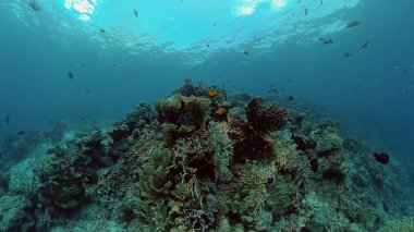 Mercan resiflerinin sualtı dünyası. Filipinler.