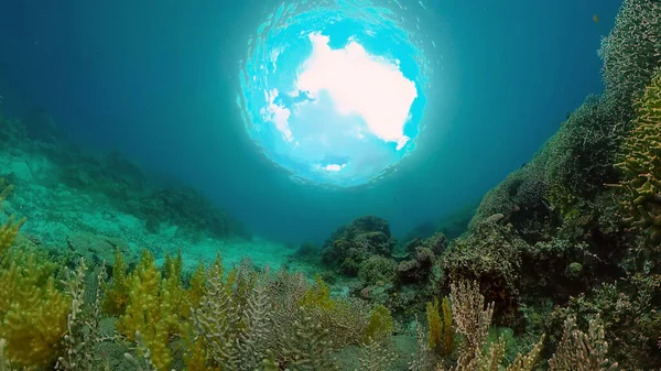 Arrecife de coral y peces tropicales. Filipinas. — Foto de Stock