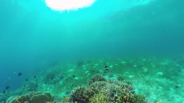 O mundo subaquático de um recife de coral. Panglao, Filipinas. 4k vídeo. — Vídeo de Stock