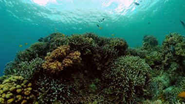 Mercan kayalıkları ve tropikal balıklar. Filipinler.