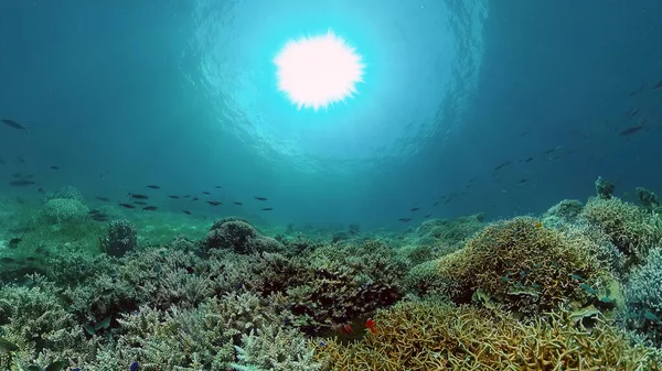 Κοραλλιογενή ύφαλο και τροπικά ψάρια. Φιλιππίνες. — Φωτογραφία Αρχείου