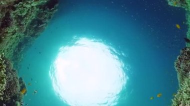 Mercan kayalıkları ve tropikal balıklar. Panglao, Filipinler.