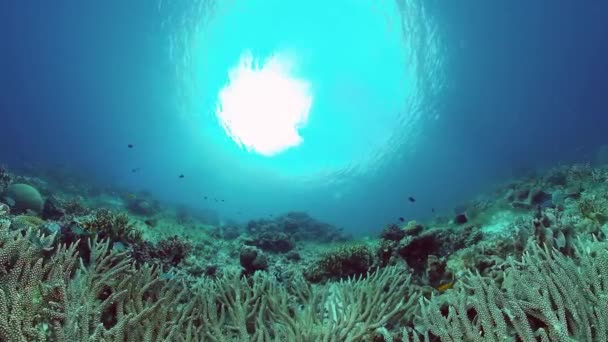 Koraalrif en tropische vissen onder water. Bohol, Panglao, Filippijnen. 4k video. — Stockvideo