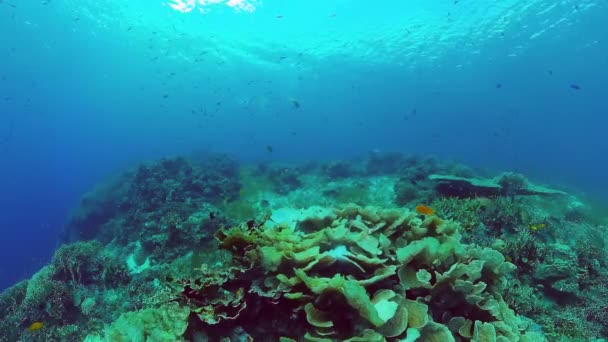 Mercan resifi ve tropikal balıklar su altında. Bohol, Panglao, Filipinler. 4k video. — Stok video