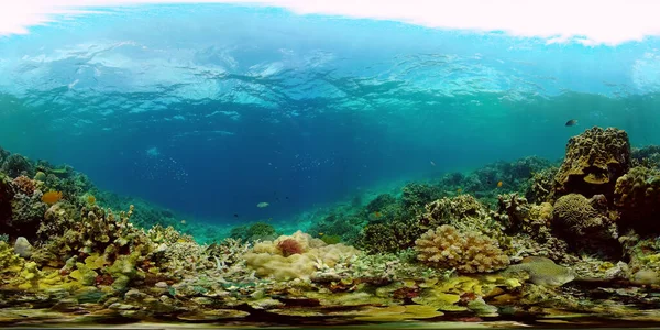 Korallrev och tropisk fisk. Filippinerna. 360 graders sikt. — Stockfoto