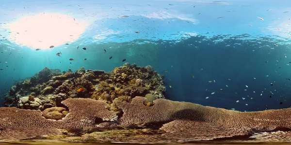 珊瑚礁和热带鱼。菲律宾。360度视图. — 图库照片