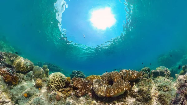 Récif corallien et poissons tropicaux. Philippines. — Photo