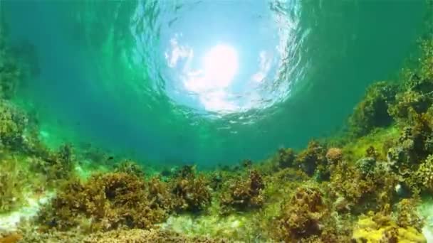 Recifes de coral e peixes tropicais. Filipinas. — Vídeo de Stock