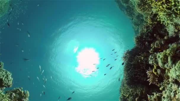 Recifes de coral com peixes subaquáticos. Filipinas. — Vídeo de Stock