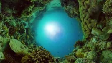 Mercan resiflerinin sualtı dünyası. Filipinler.