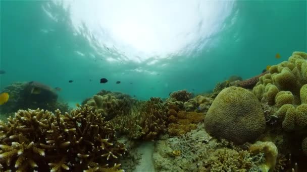 Підводний світ коралових рифів. Філіппіни. — стокове відео