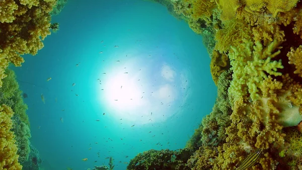 Arrecife de coral y peces tropicales. Filipinas. —  Fotos de Stock
