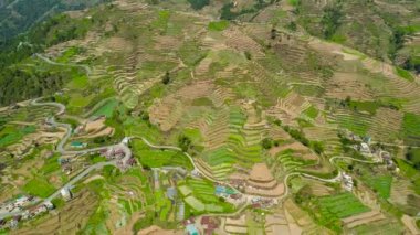 Filipinler 'de bir dağ ilinde tarım arazisi, Luzon