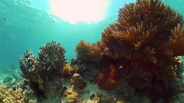 Recifes de coral e peixes tropicais. Filipinas. — Vídeo de Stock