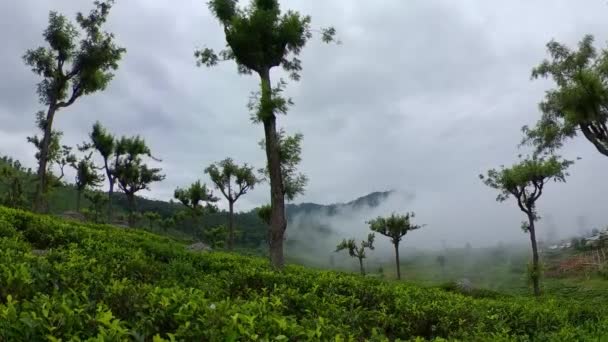 Teplantager i Sri Lanka. Te egendom. — Stockvideo
