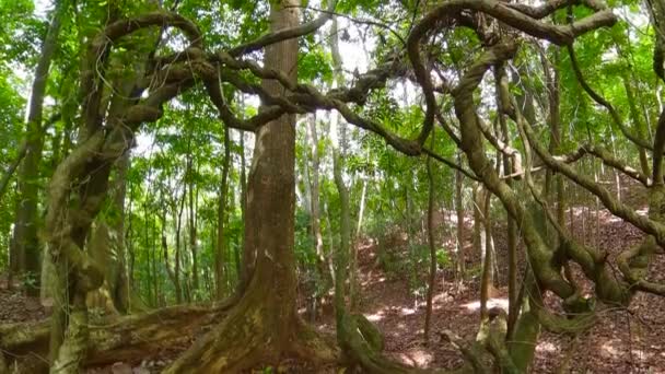 Тропические леса Шри-Ланки. — стоковое видео