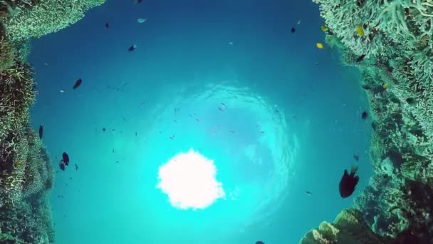 Korallenriff mit Fischen unter Wasser. Bohol, Philippinen. 4k-Video. — Stockvideo