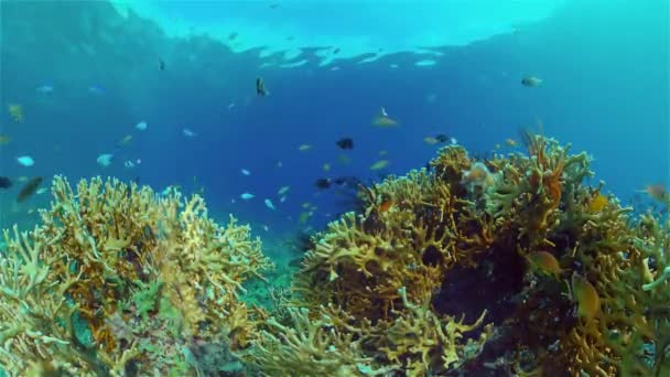 Karang karang dan ikan tropis. Filipina. — Stok Video