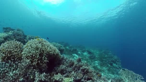 Korálové útesy a tropické ryby. Panglao, Filipíny. Video 4k. — Stock video