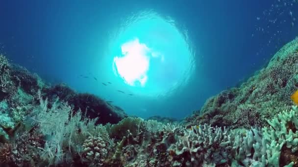 De onderwaterwereld van een koraalrif. Panglao, Filippijnen. 4k video. — Stockvideo