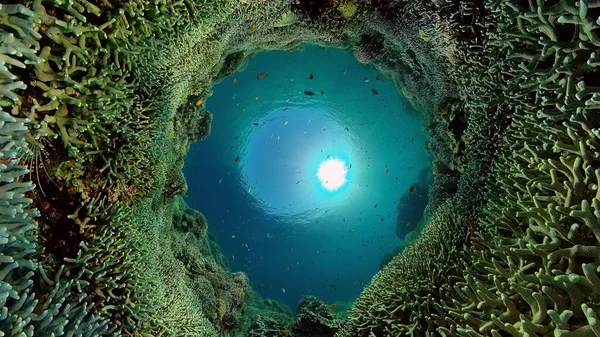 Mercan kayalıkları ve tropikal balıklar. Filipinler.