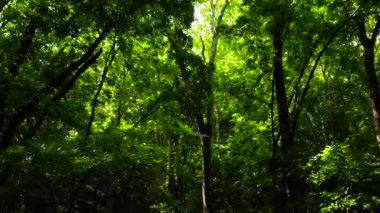 Yeşil orman manzarası. Bilar İnsan Yapımı Ormanı. Bohol, Filipinler.