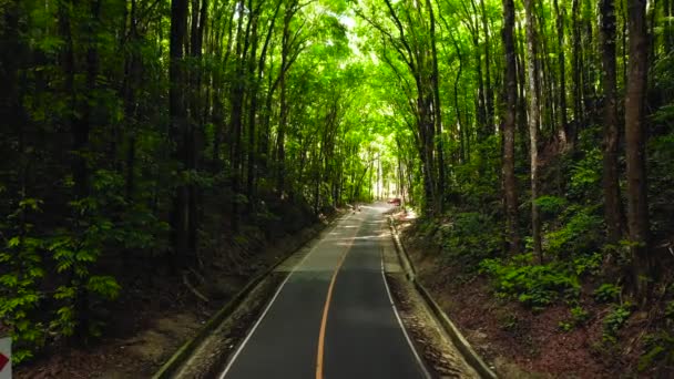 Yeşil ormandan geçen yol. Bilar İnsan Yapımı Ormanı. Bohol, Filipinler. — Stok video