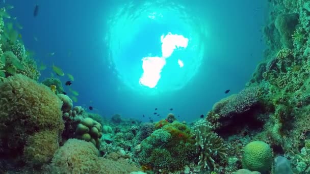 Arrecife de coral y peces tropicales. Bohol, Filipinas. Vídeo 4k. — Vídeo de stock