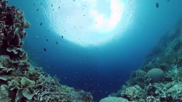 Korallzátony és trópusi halak. Bohol, Fülöp-szigetek. 4k videó. — Stock videók