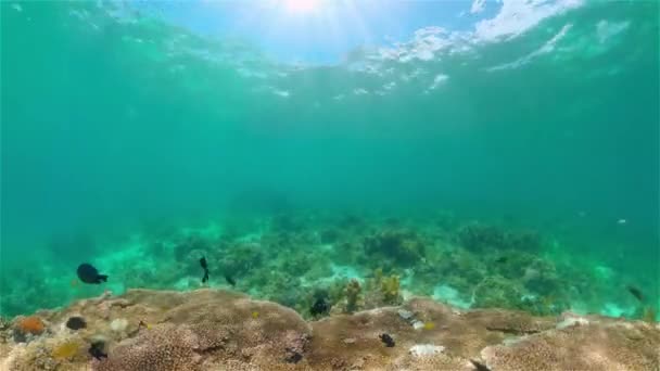 Suyun altında balıklı mercan kayalıkları. Filipinler. — Stok video