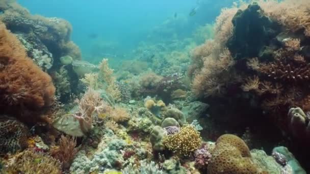 Koraalrif en tropische vissen onder water. Camiguin, Filipijnen — Stockvideo