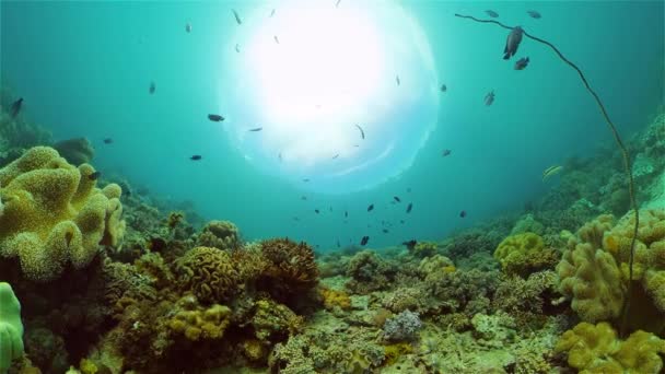 Mercan kayalıkları ve tropikal balıklar. Filipinler. — Stok video