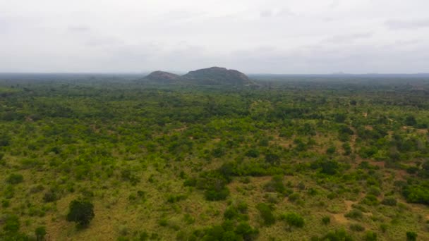 Mountains with rainforest and jungle in the mountainous province of Sri Lanka. — Wideo stockowe