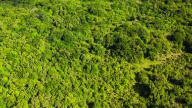 Sri Lanka 'da yağmur ormanı yukarıdan görünüyor.