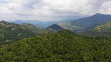 Tropik dağ sırası ve dağ yamaçlarında yağmur ormanları. Sri Lanka.