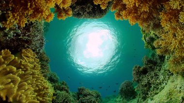 Mercan resifi ve tropikal balıklar su altında. Filipinler.