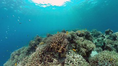 Mercan kayalıkları ve tropikal balıklar. Filipinler.