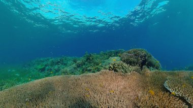 Suyun altında balıklı mercan kayalıkları. Filipinler.