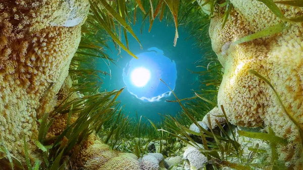 산호초와 수중의 열대어입니다. 필리핀. — 스톡 사진