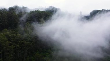 Tropik dağ sırası ve dağ yamaçlarında yağmur ormanları. Sri Lanka.