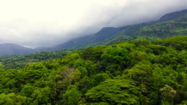 Dağlardaki tropik yeşil orman ve Sri Lanka dağlarındaki orman tepeleri.