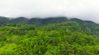 Taze yeşil yapraklar, tropikal bitkiler ve ağaçlar dağları ve vadiyi kaplar. Sri Lanka.
